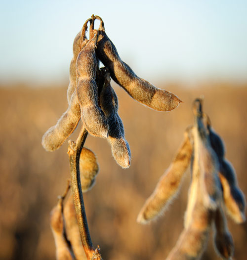Dried soy pods on a soy plant that are ready to be harvested. 