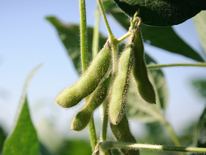 Green soy pods on a stem in a field of soy plants.