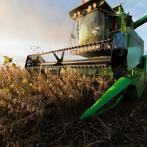 Soy beans harvested in field.