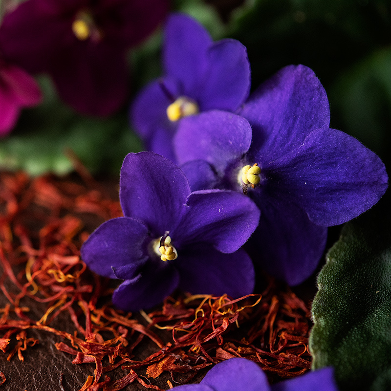 Black violet and saffron fragrance oil.