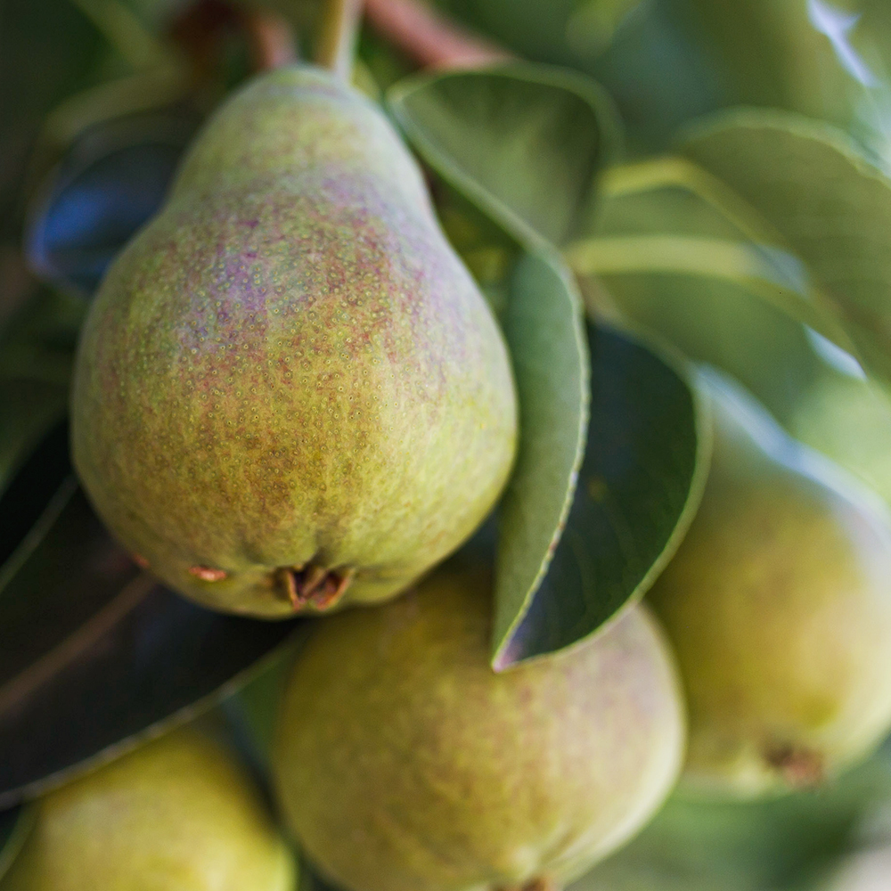 Orchard Pear fragrance oil.