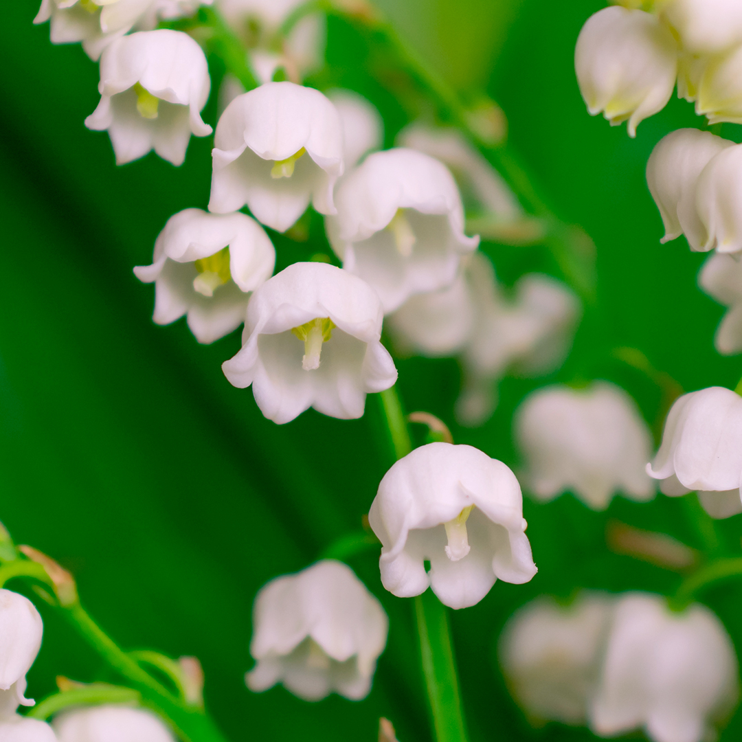 Lily of the Valley fragrance oil.