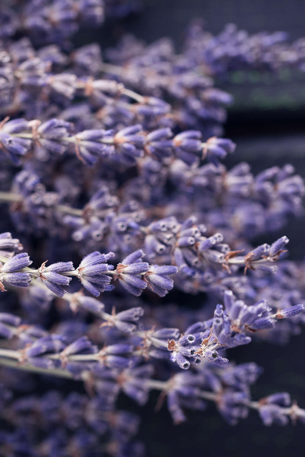 Chamomile tea mood board with lavender.
