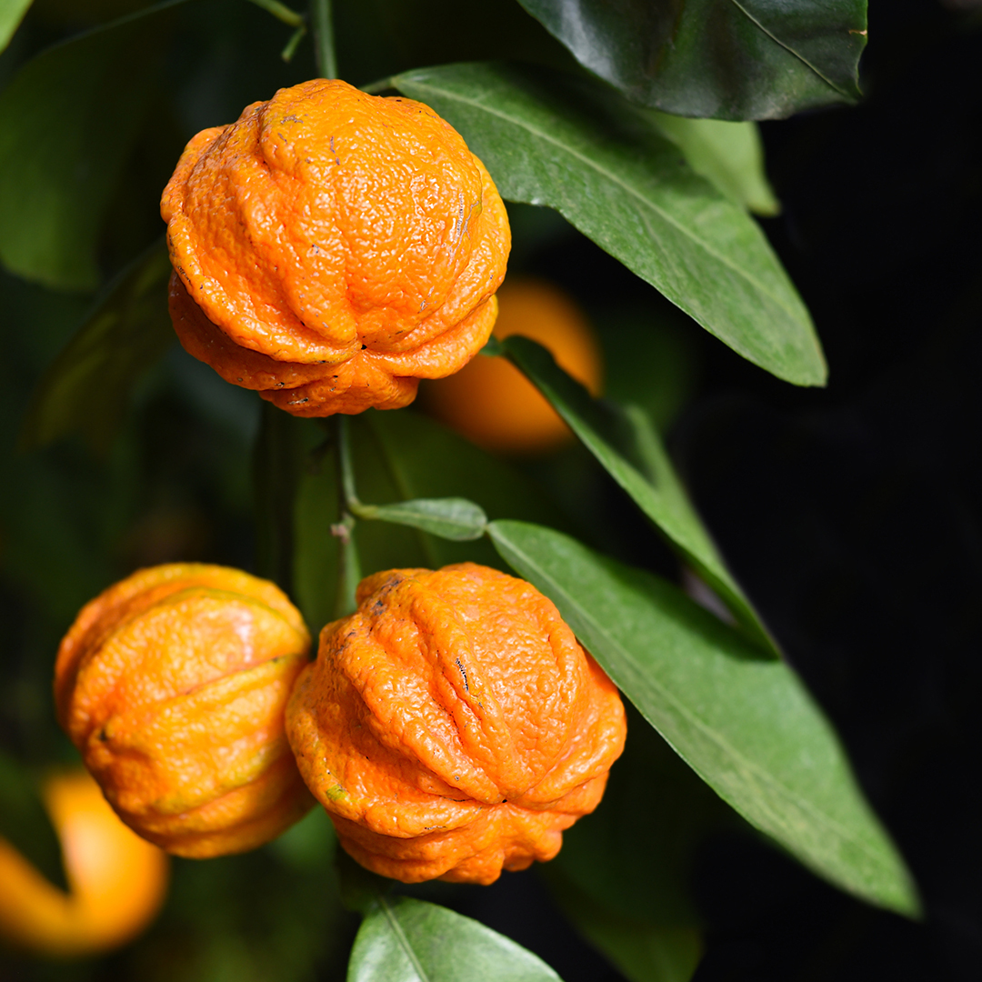 Small orange petitgrain fruits on a tree surrounded by green leaves. Petitgrain fruits look similar to small oranges.