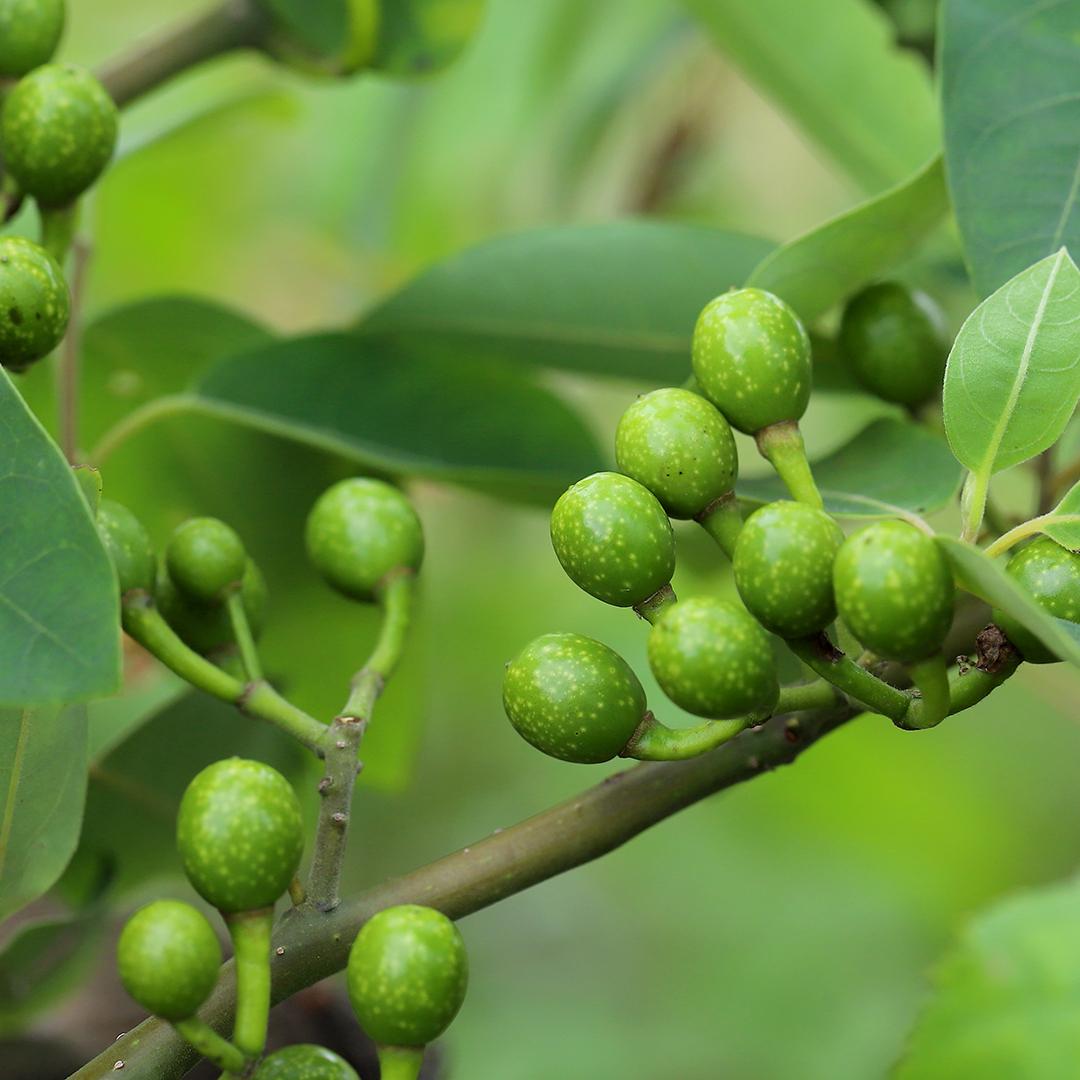 Close-up image of litsea cubeba fruits on a tree. Small, bright green pea-shaped fruits are surrounded by green leaves on a branch. 