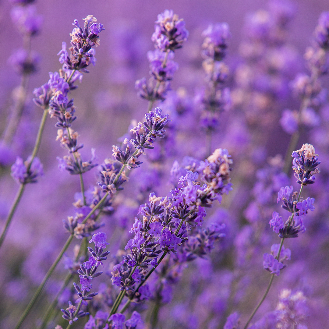 Close-up of purple, live lavender in a field 