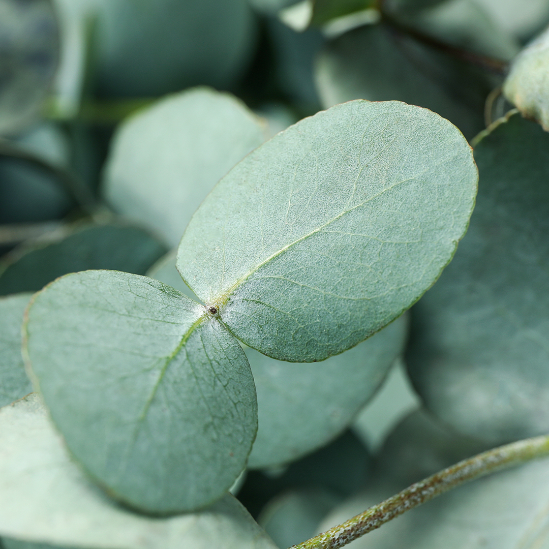 A close-up image of eucalyptus leaves, dark green in color. 