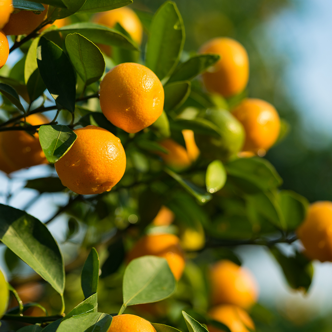 Citrus sunshine fragrance oil.