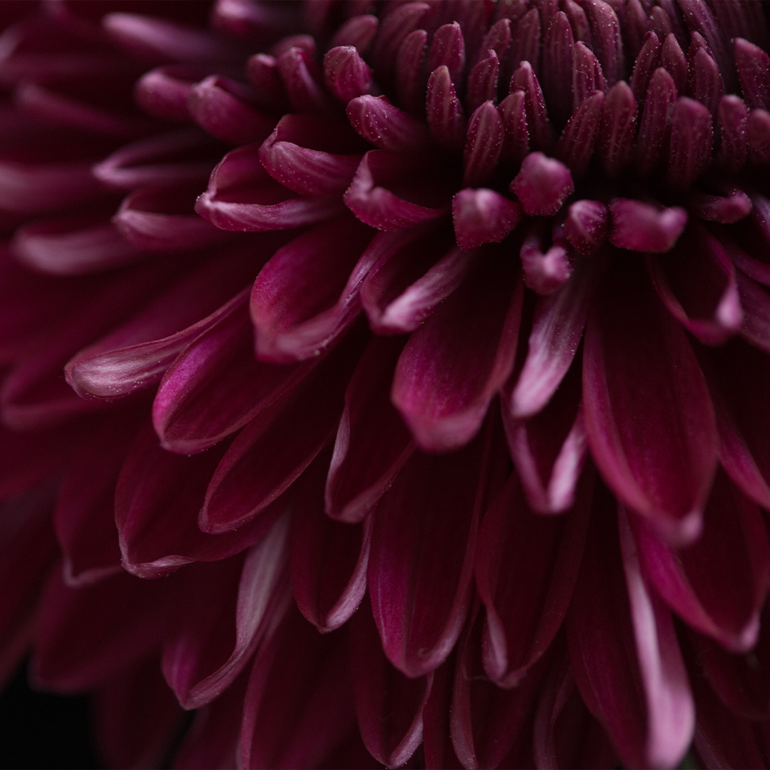Dahlia Noir