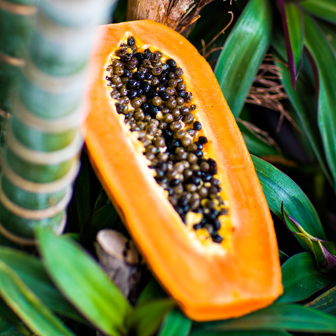 Papaya Paradise